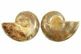 Jurassic Cut & Polished Ammonite Fossil - Madagascar #289385-1